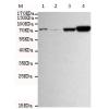 小鼠抗HSPA5(C-term)单克隆抗体  
