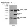 小鼠抗HTRA2单克隆抗体   