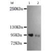 小鼠抗ITGB3(N-term)单克隆抗体  