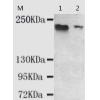小鼠抗KDM5C单克隆抗体   