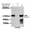 小鼠抗KIF11单克隆抗体  