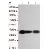 小鼠抗PPP1CC单克隆抗体