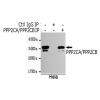 小鼠抗PPP2CA/PPP2CB单克隆抗体