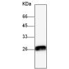 小鼠抗PRDX6单克隆抗体