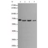 小鼠抗LMNB1单克隆抗体  