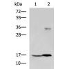 兔抗TMEM42多克隆抗体 
