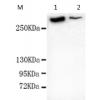 小鼠抗MAP2(N-term)单克隆抗体