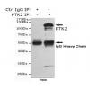 小鼠抗PTK2单克隆抗体 