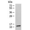 兔抗TMEM141多克隆抗体 