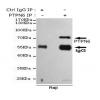 小鼠抗PTPN6单克隆抗体