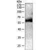 小鼠抗PTPN11单克隆抗体  