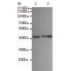 小鼠抗MAPK8单克隆抗体  