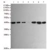 小鼠抗MAPK14单克隆抗体  