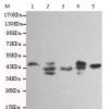 小鼠抗MSI1单克隆抗体  