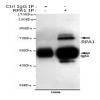 小鼠抗RPA1单克隆抗体