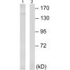 兔抗TOP2A(Phospho-Thr1343) 多克隆抗体