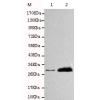小鼠抗SDCBP单克隆抗体 