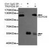 小鼠抗TRIM28单克隆抗体
