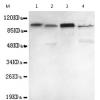 小鼠抗UHRF1(N-term)单克隆抗体