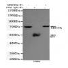 小鼠抗XRCC6单克隆抗体