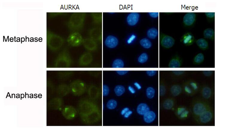 小鼠抗AURKA单克隆抗体  