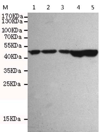 小鼠抗CASP9单克隆抗体  