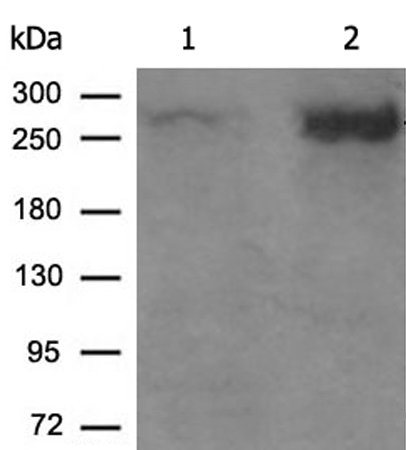 兔抗MTOR(Phospho-Ser2448)多克隆抗体 