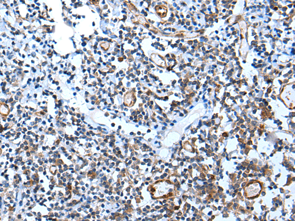 兔抗USP37多克隆抗体 