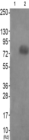 兔抗PAK56(Phospho-Ser602Ser560) 多克隆抗体