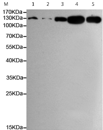 小鼠抗DDB1单克隆抗体