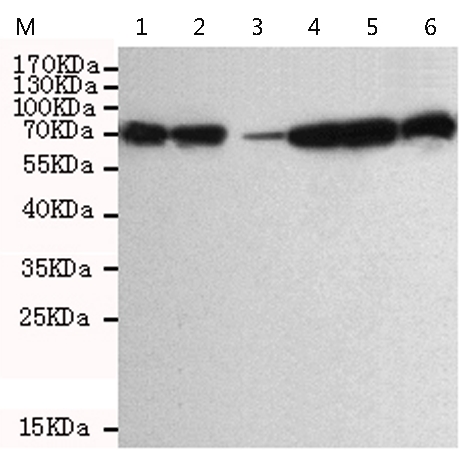 小鼠抗DDX3X单克隆抗体 