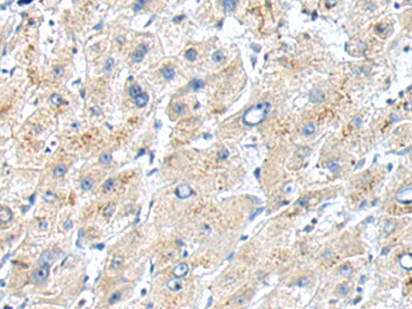 小鼠抗EGFR单克隆抗体   