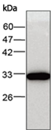 小鼠抗ERP29单克隆抗体 