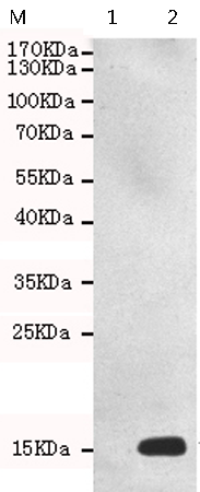 小鼠抗H2AX(Phospho-Ser139)单克隆抗体   