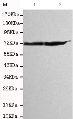 小鼠抗HSPA1A/HSPA1B(C-term)单克隆抗体 