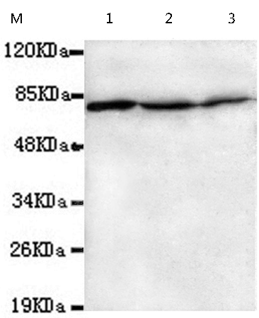 小鼠抗HSPA1A/HSPA1B(N-term)单克隆抗体