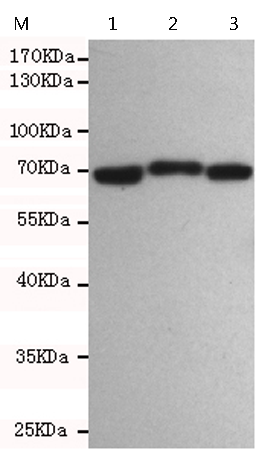 小鼠抗LMNB2单克隆抗体
