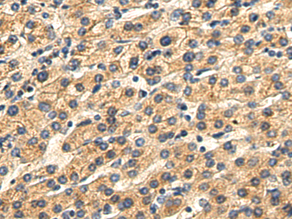 小鼠抗MAPK1/MAPK3单克隆抗体   