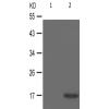 兔抗HIST1H3A(Phospho-Lys9) 多克隆抗体