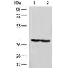 兔抗RBM4多克隆抗体