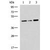 兔抗SLC30A3多克隆抗体