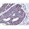 小鼠抗COX4I1单克隆抗体   