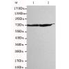 小鼠抗HSPA1A/HSPA1B(C-term)单克隆抗体 