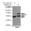小鼠抗HSPD1单克隆抗体