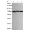 小鼠抗LMNB2单克隆抗体