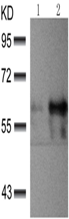 兔抗AKT1/3(Ab-437/434)多克隆抗体