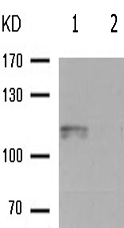 兔抗ATP1A1(Phospho-Ser16)多克隆抗体
