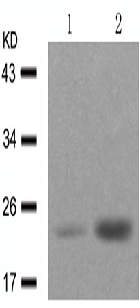 兔抗Bad(Phospho-Ser136)多克隆抗体