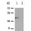 兔抗ATP1A1(Phospho-Ser16)多克隆抗体