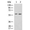 兔抗ASPSCR1多克隆抗体